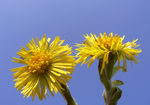 پای کره اسبی